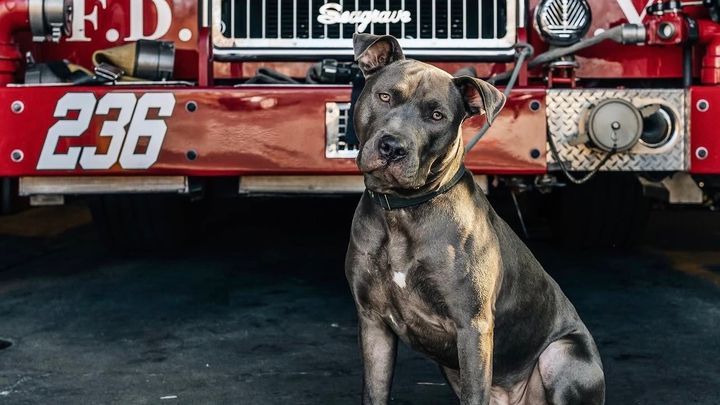 Emergency Vet Fund for Lola- She Needs Us Now