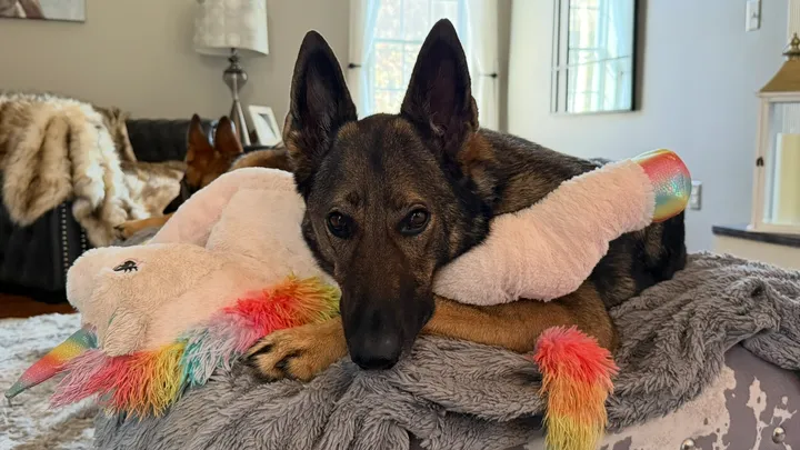 Help Sadie the Sable Shepherd